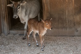 WCS's Prospect Park Zoo Welcomes Mini Zebu Calf